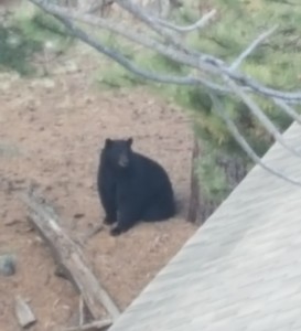 black bear